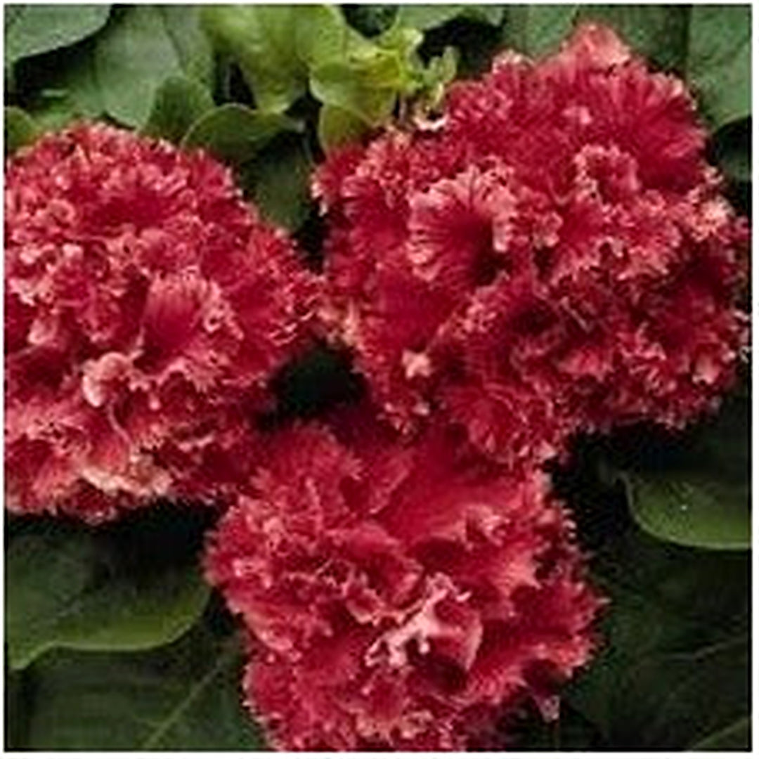 Double Pelleted Petunia Seeds for Planting [neera-v5-70fc8b11a1d166bd839d]