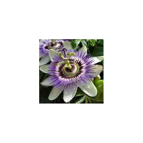 Heirloom Non Gmo Passionflower For Planting Exotic Climbing Flowering Vine Flower Seeds for Home [neera-v5-71025c81edc67cd2fe4e]