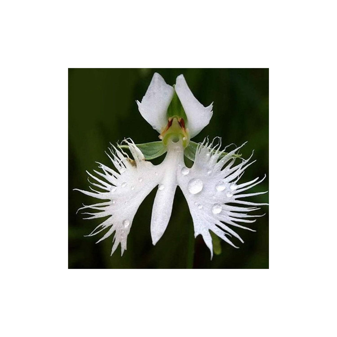 White Japanese Orchid Rare Flower For Garden Planting Flower Seeds for Home Garden Planting, [neera-v5-711849b1e2e683aac8a1]