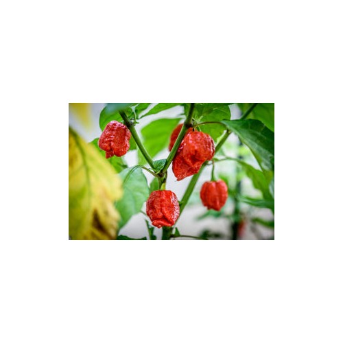 Heirloom Non-GMO Trinidad Hot Pepper Seeds for Planting [neera-v5-713a05a379573d4ab150]