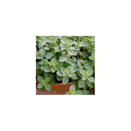 Oregano Herb Seeds for Planting [neera-v5-713db831df23c723253f]