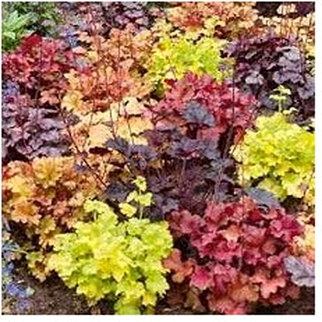 Mixed Heuchera Micrantha Seeds for Planting [neera-v5-713ff82835b190b6d008]