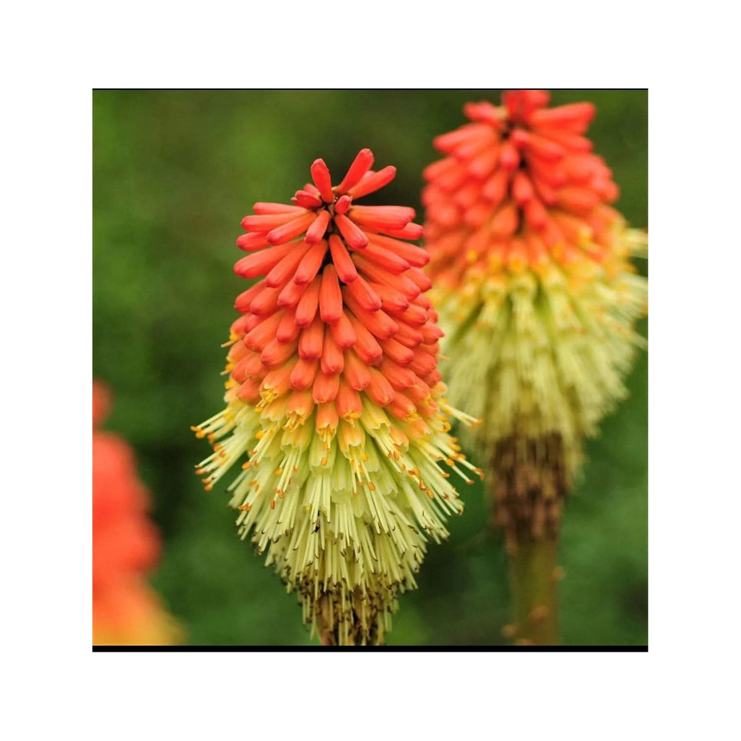 Heirloom Non Gmo Kniphofia Flower For Planting Vibrant Torch Lily Blooming Flower Seeds for Home [neera-v5-714843a98b188ed6b085]