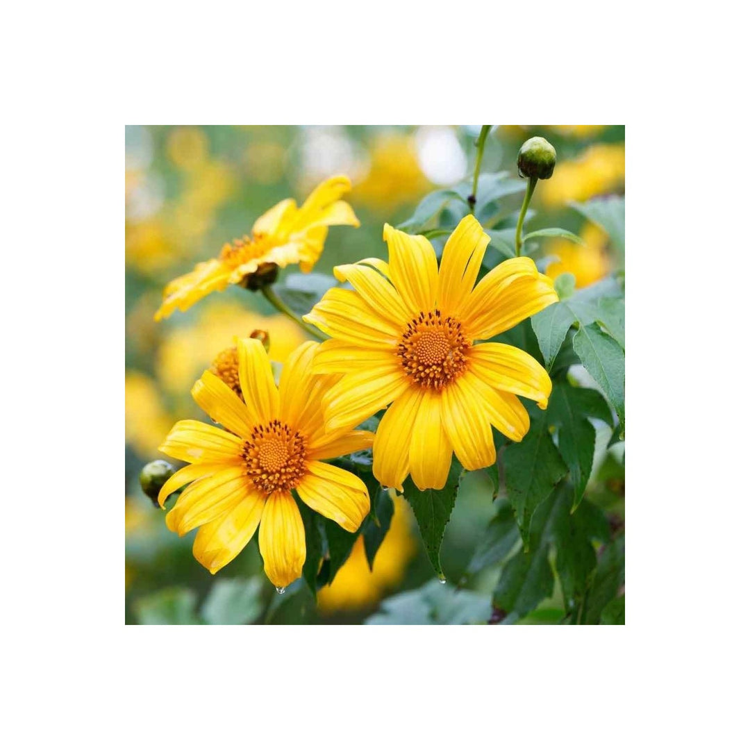 Yellow Mexican Sunflower Flower Flower Seeds for Home Garden Planting, Premium Organic Blooming [neera-v5-714a8ba138e1442c8c70]