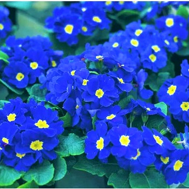 Blue Primrose Flower Seeds for Planting [neera-v5-714b37555a17c1c65658]