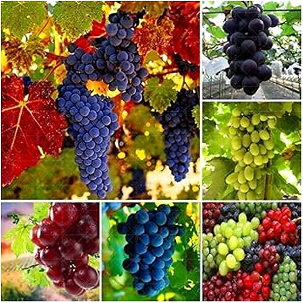 Heirloom Mixed-Colour Grape Seeds for Planting [neera-v5-714f68fab091e0e8567a]