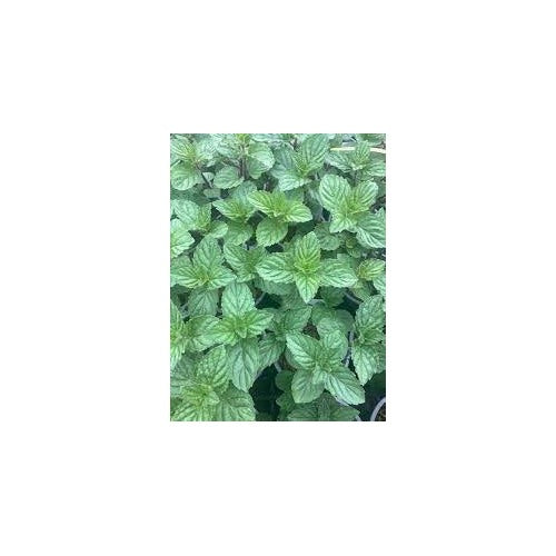 White Peppermint Vegetable Plant Seeds [neera-v5-715082d7a26291a3d0d1]