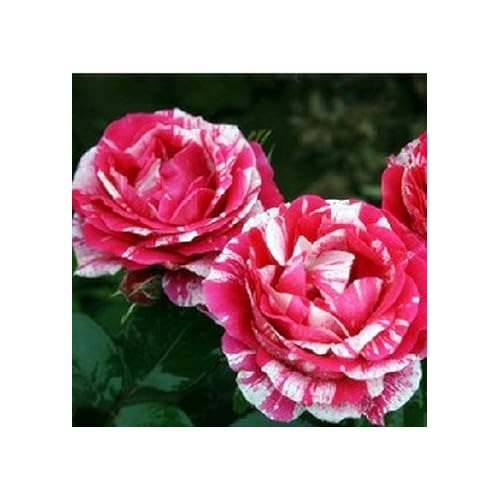 Pink White Stripe Rose Plant Seeds for Planting [neera-v5-715dd93413d835b80fac]
