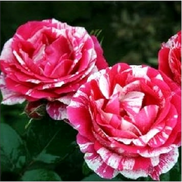 Pink White Stripe Rose Plant Seeds for Planting [neera-v5-715dd93413d835b80fac]