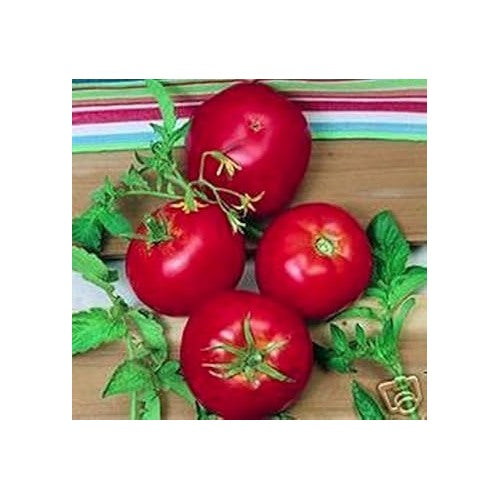 Red Tomato Seeds for Planting [neera-v5-715e28df9cfab74b4ef0]