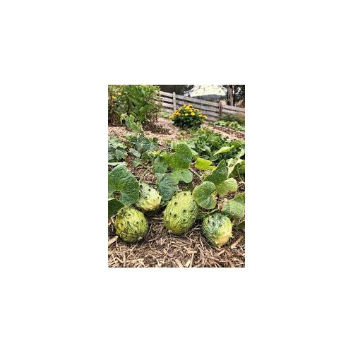 African Horned Cucumber Vegetable Seeds for Planting [neera-v5-717638e37ca3e3c90d22]