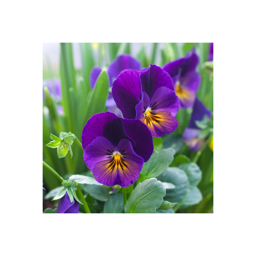 Blue Viola Rosa Flower Viola Species For Cool Season Bedding And Pots Flower Seeds for Home Garden [neera-v5-7182153820a8f79d8866]