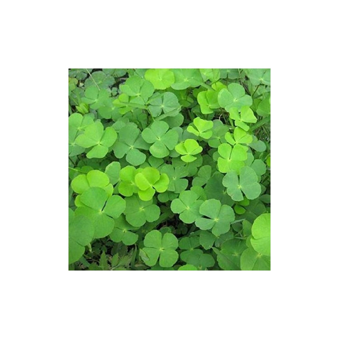 Green Light Clover Plant For Planting Flower Seeds for Home Garden Planting, Lush Organic Blooming [neera-v5-719c7149c5f6db755456]