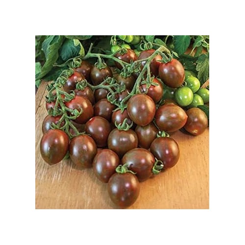 Chocolate Mix Tomato Vegetable Seeds for Planting [neera-v5-719c81493e98f759cd7b]