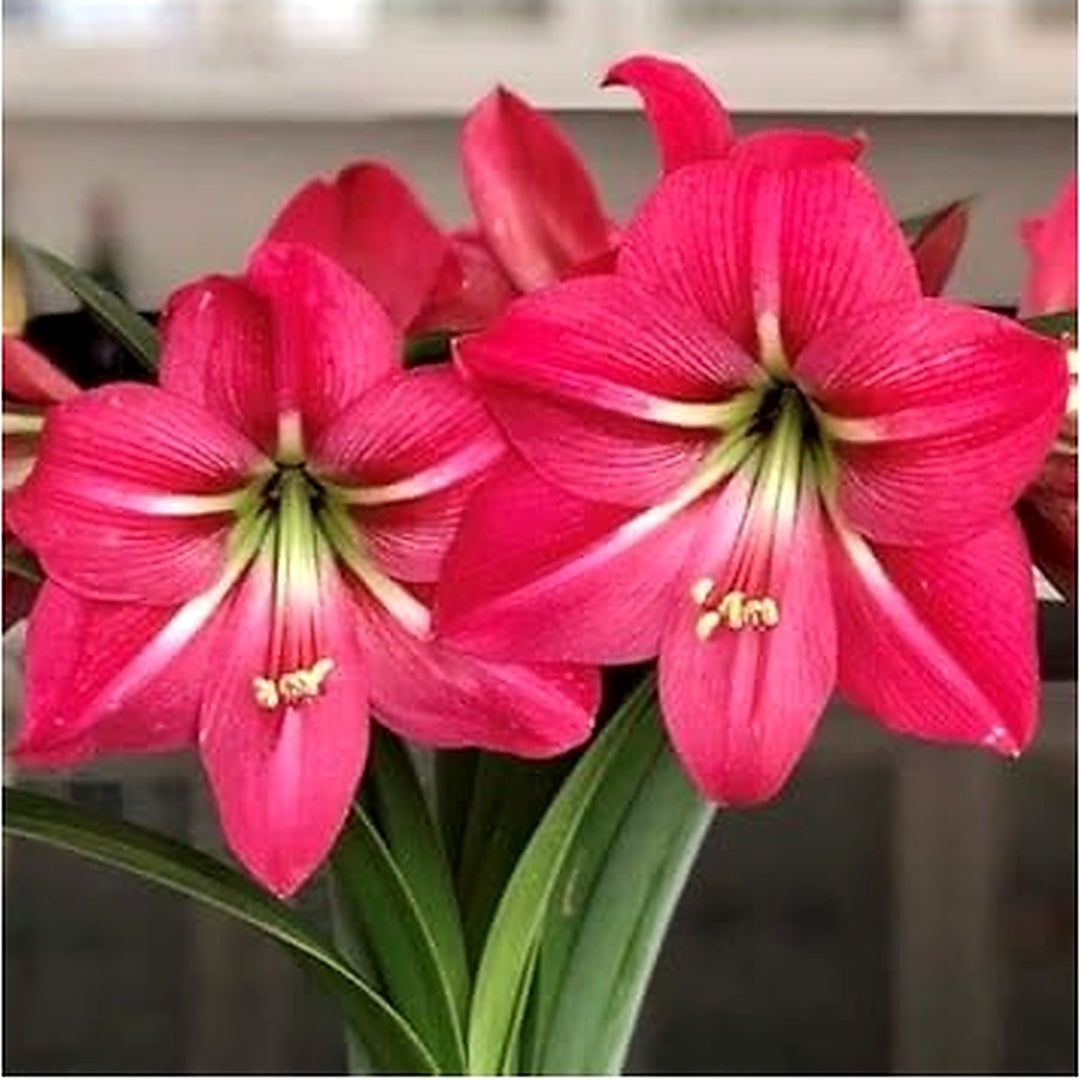 Pink Amaryllis Barbados Flower Seeds [neera-v5-719e300f314dbe40654b]