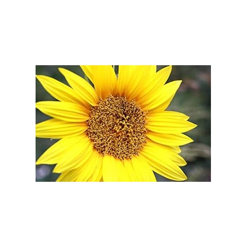 Yellow Sunflower Heirloom Non-GMO Seeds for Planting [neera-v5-71a13cabdf03e5a2b471]