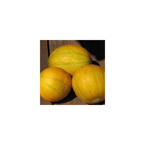 Collective Farm Woman Melon Seeds for Planting | Heirloom & Non-GMO Organic Garden Seeds [neera-v5-71a7471ad4fa9541aca6]