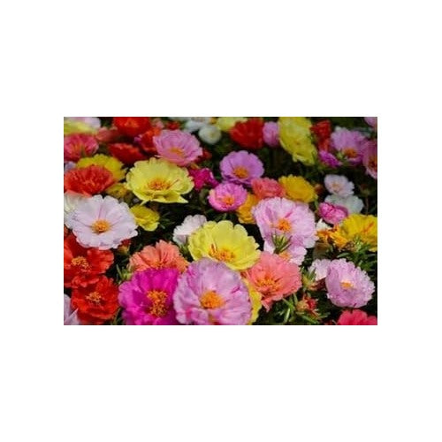 Mixed Portulaca Flower Seeds for Planting, NON GMO Seeds [neera-v5-71abfcb39a43ea28aff0]