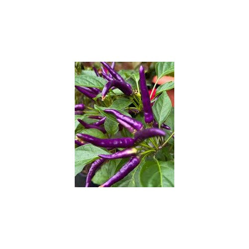 Heirloom Non-GMO Buena Mulata Hot Pepper Seeds for Garden Planting [neera-v5-71b158b53bea56fbde93]