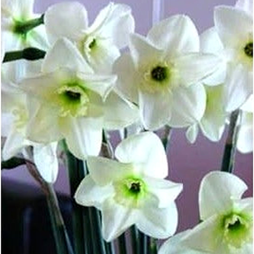 White and Green Daffodil Flower Seeds for Planting [neera-v5-71bb75ee60a53fc25f99]