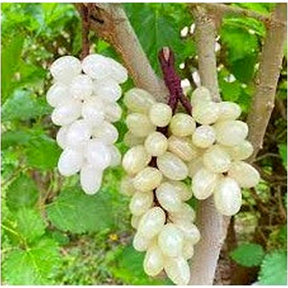 White Grape Fruit Seeds for Planting [neera-v5-71bb8194403462aedcdd]