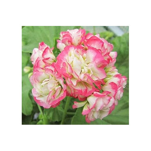 Geranium Apple Blossom Pink Flower Seeds for Planting [neera-v5-71bb858247958a5ece21]