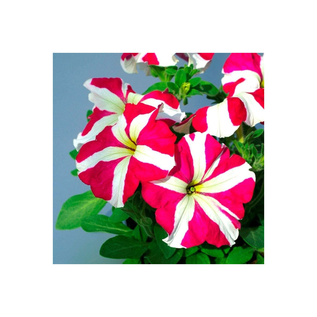 Rare Mixed Petunia Organic Flower Multicolored Flower Seeds for Home Garden Planting, Blooming [neera-v5-71be1b296ca9f907a7e4]