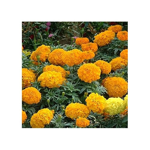 Organic Yellow Marigold Flower Seeds for Planting [neera-v5-71c36860d8941a170631]