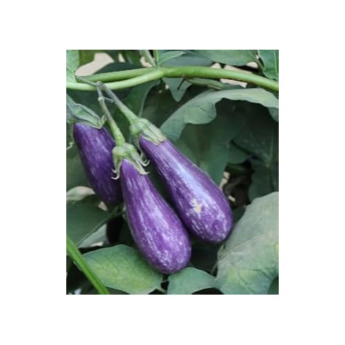 Blue Eggplant Seeds for Planting [neera-v5-71c89e2b317992b539a6]