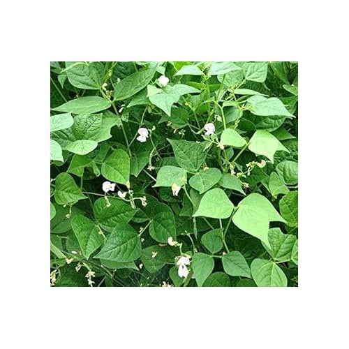 White Tepary Bean Seeds for Planting [neera-v5-71cb4ea41bd93e4402b8]