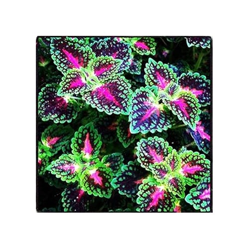 Heirloom Non-GMO Rainbow Dragon Coleus Plant Seeds for Garden Planting [neera-v5-71e16654224ff98d61d5]