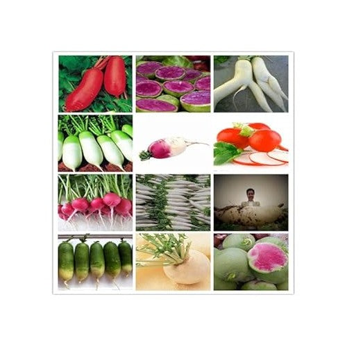 Mixed Radish Seeds for Planting [neera-v5-71e1e09cd8483bccc85c]