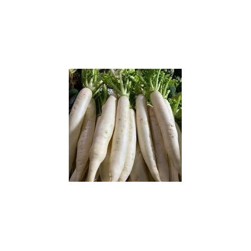 Daikon Radish Seeds for Planting [neera-v5-71e8fa8deae5c5d7d29f]