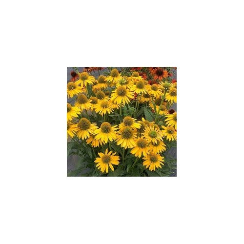 Heirloom Non-GMO Yellow Coneflower Seeds [neera-v5-71f07a8c5d96ad497c41]