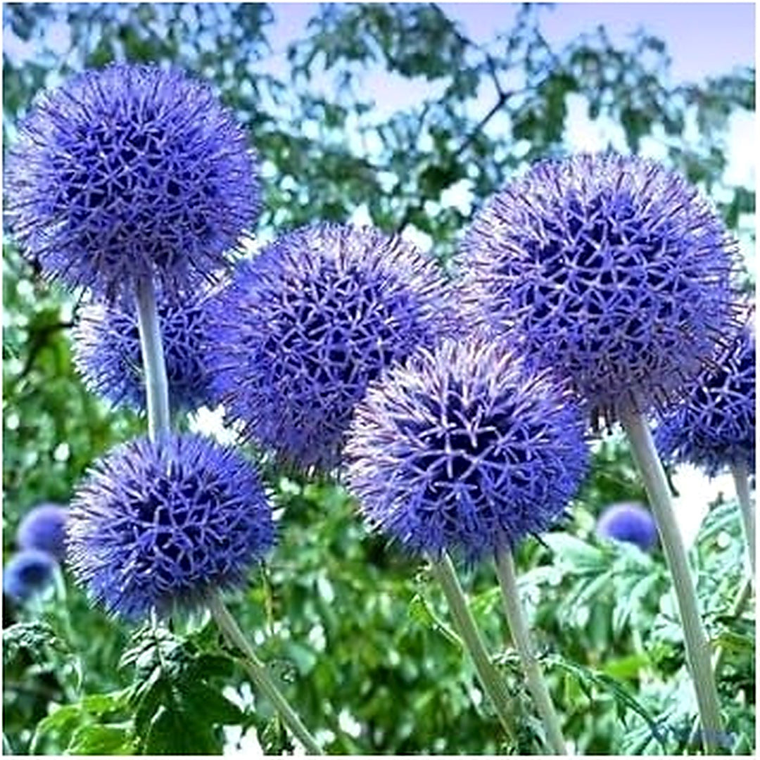 Blue Echinops Ritro Plant Seeds for Planting [neera-v5-71f4d9382159b6046abe]