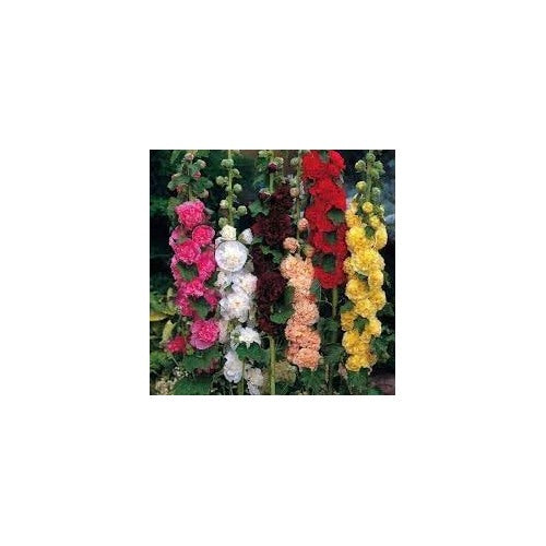 Heirloom Hollyhock Flower Seeds, Non-GMO, Tall Cottage Blooms for Garden Borders [neera-v5-71f605ec518a9aaf4e8a]