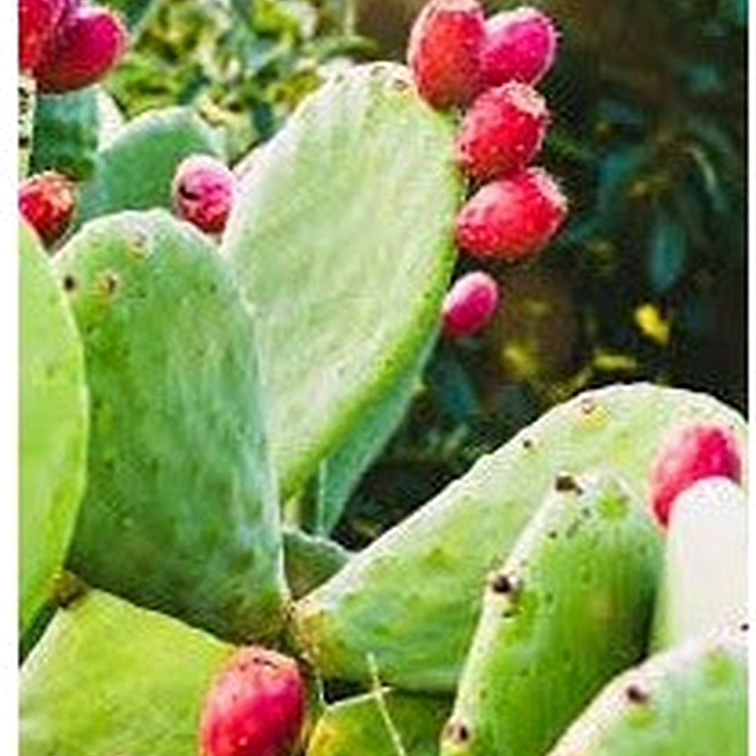Nopalina Nopalea Fruit Seeds for Planting [neera-v5-71fe357084699892a0fe]