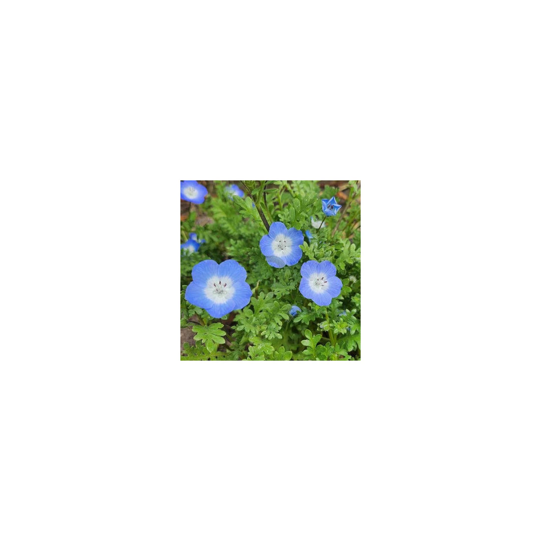 Nemophila Menziesii Birds Eyes Flower For Planting In Garden And Pots Flower Seeds for Home Garden [neera-v5-71feb3c1e8c39d7eb44a]