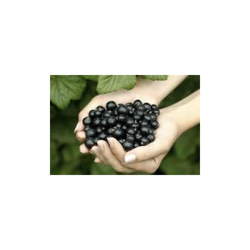Blackcurrant Fruit Seeds for Planting [neera-v5-720550df32d12cd09feb]