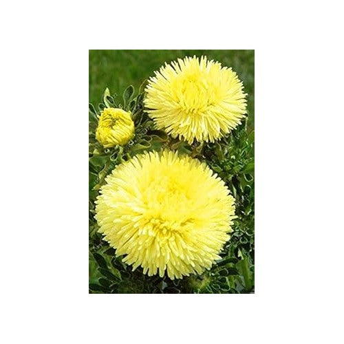 Yellow China Aster Seeds for Planting [neera-v5-720d1e26ac5cc67141bb]