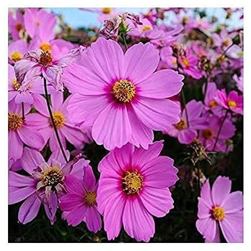 Cosmos Radiance Flower Flower Seeds for Home Garden Planting, Vibrant Organic Blooming Collection [neera-v5-721a21a7a6776aff3214]