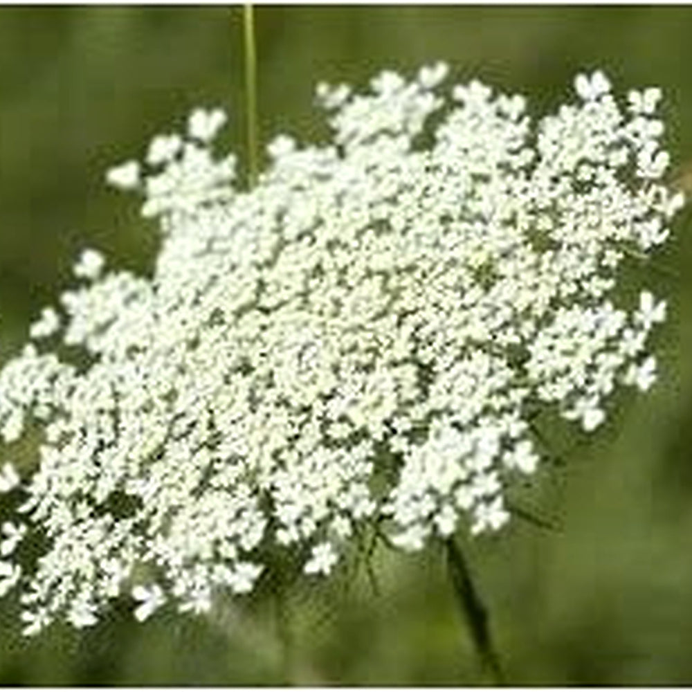 Queen Anne's Lace White Flower Seeds for Planting [neera-v5-72259e065e7f669e5513]