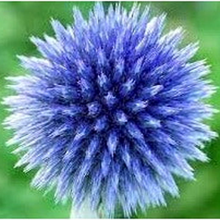 Echinops Ritro Flower Seeds [neera-v5-722fbdc997ce16b596b4]