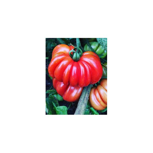 Zapotec Tomato Seeds for Planting [neera-v5-7238e027a05ba21fdd88]