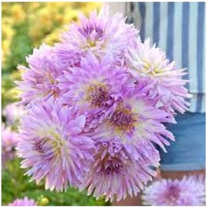 Heirloom Karma Amanda Violet White Bicolor Dahlia Flower Seeds [neera-v5-723cf9146b692e2e79b2]