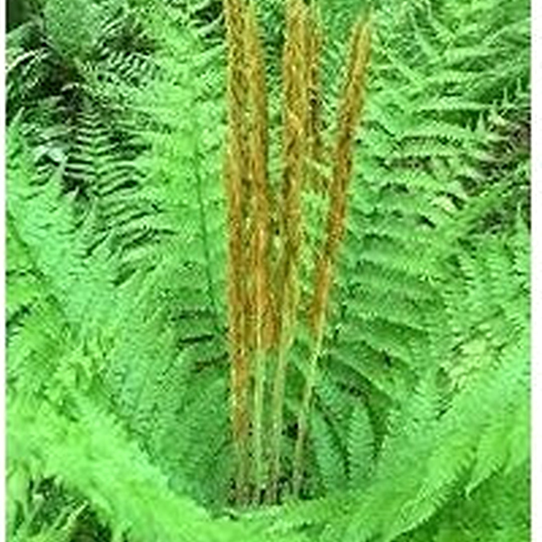 Cinnamon Fern Spores Plant Seeds for Planting [neera-v5-7246ed0e669b50d85fb3]
