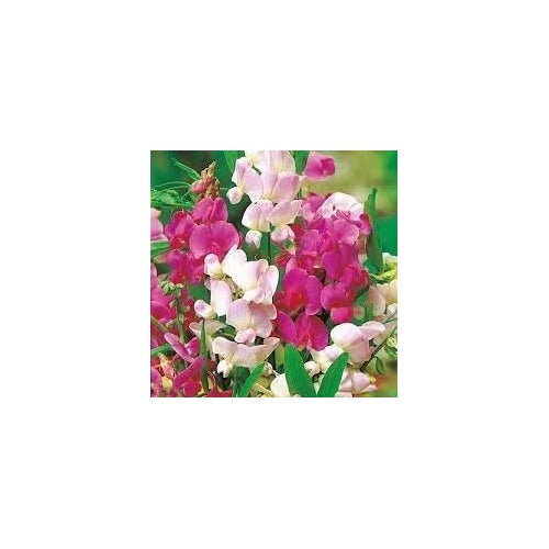 Heirloom Pea Flower For Planting Flower Seeds for Home Garden Planting, Landscape Organic Blooming [neera-v5-7247bb135eab5e06a6a1]