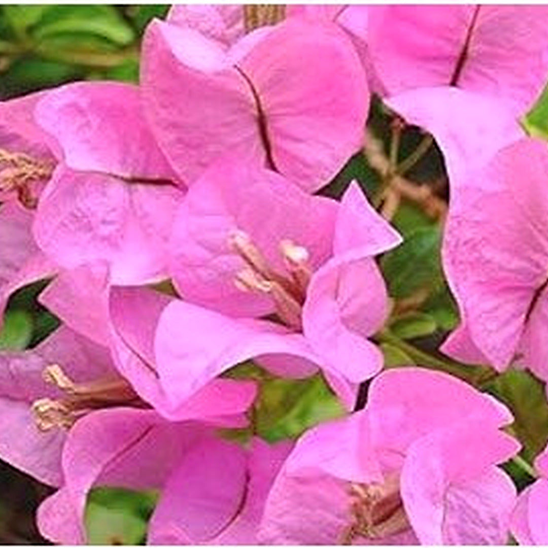 Heirloom Non-GMO Bougainvillea Flower Seeds [neera-v5-724ad8c06251c70eff49]