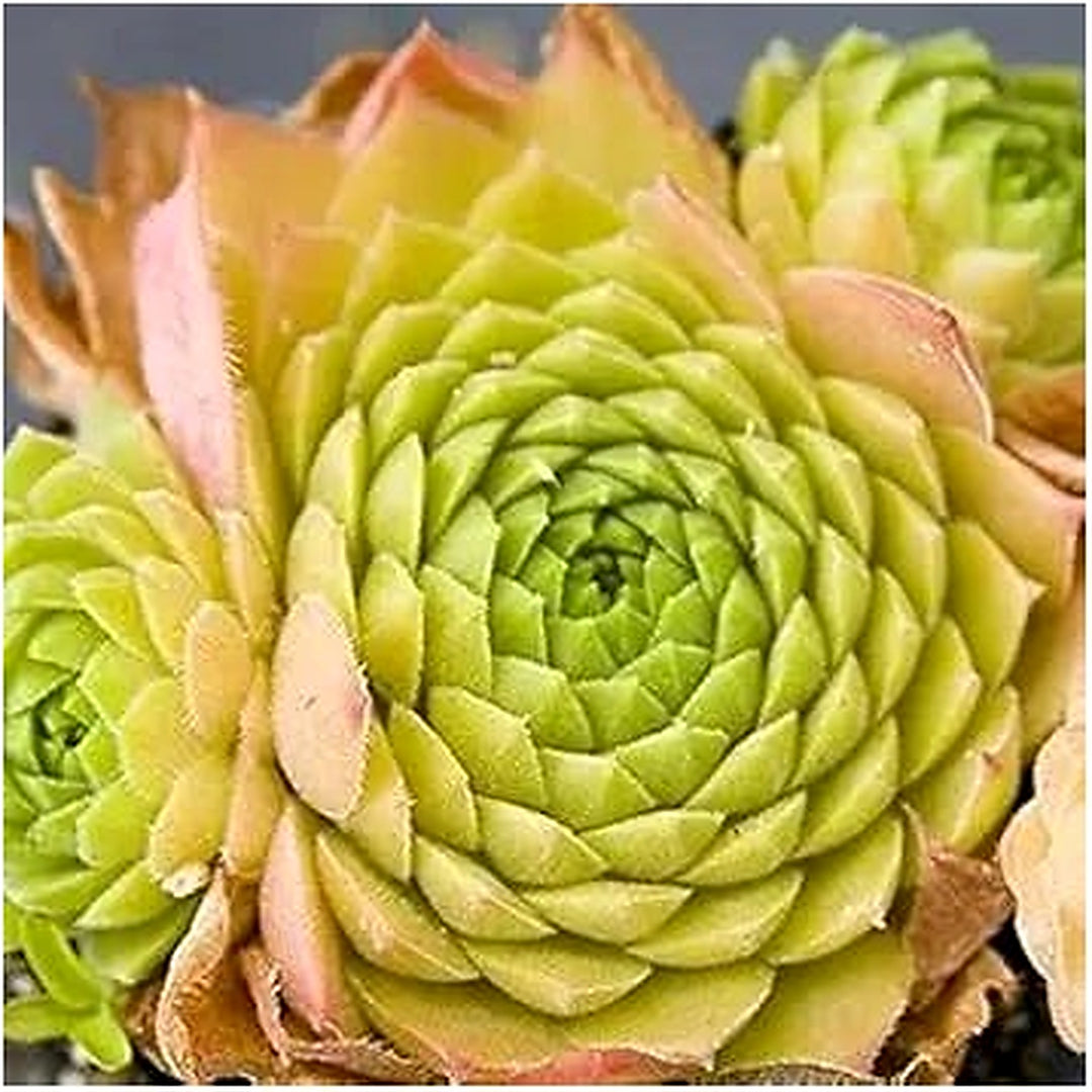 Green Living Stone Sempervivum Plant For Planting Flower Seeds for Home Garden Planting, Colorful [neera-v5-725185e02ce674e6442c]