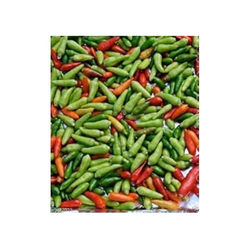 Mixed Chili Seeds for Planting [neera-v5-7256417c7a84c9ea21da]